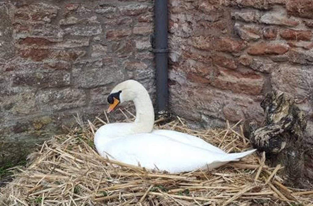 First Swan Egg is Laid at Palace!