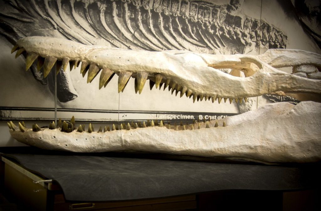 Unique pliosaur on display at Bristol Museum