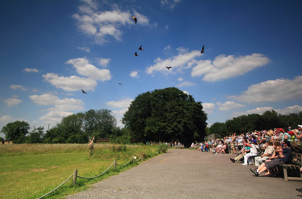 Top 10 things to enjoy this summer at the Hawk Conservancy Trust