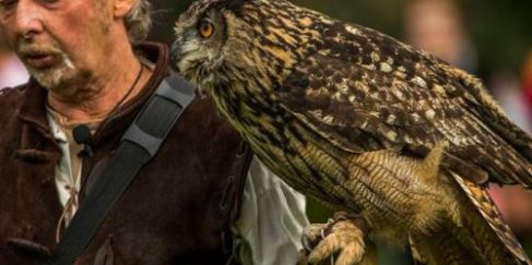 Medieval Falconry at The Bishop’s Palace Saturday 7th April 10am-4pm
