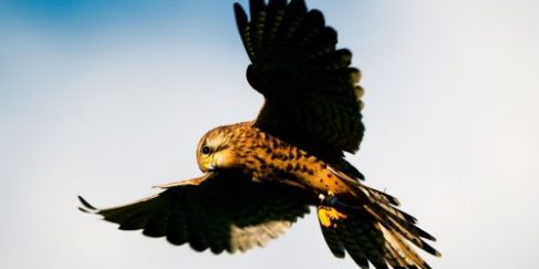 Join the Hawk Conservancy Trust for Music on the Wing