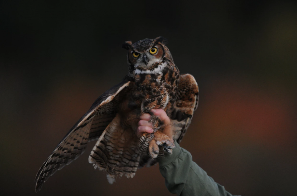 OWL-O-WEEN at Hawks Conservancy