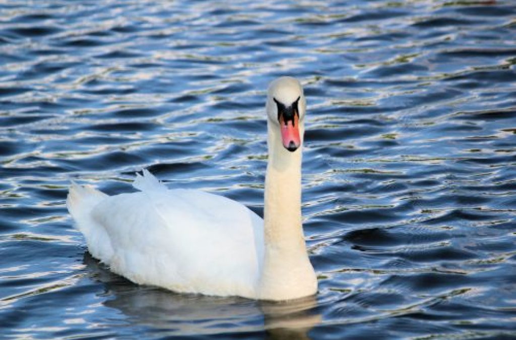 Palace Welcomes New Pair of Swans to Historic Moat