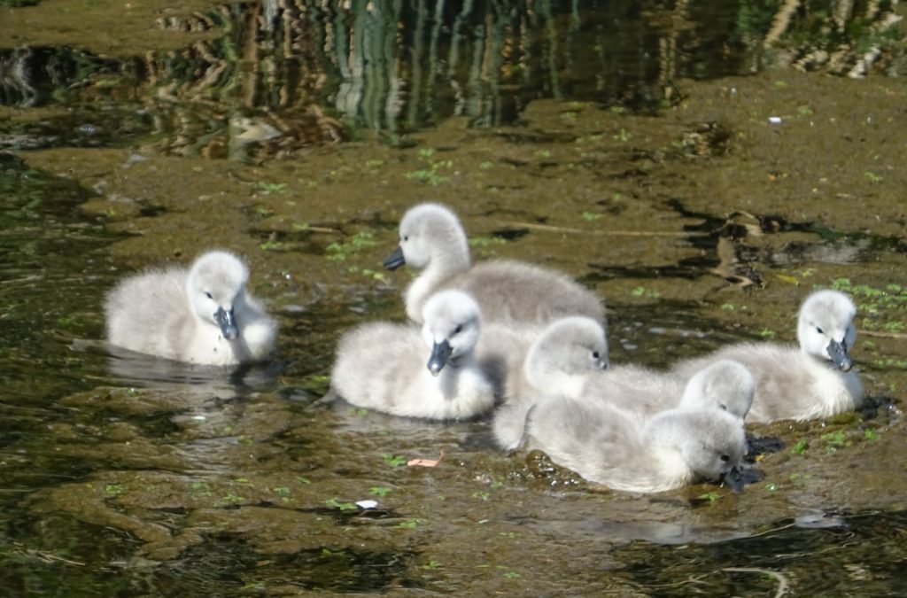 Cygnets to be Named by Public at The Bishop’s Palace