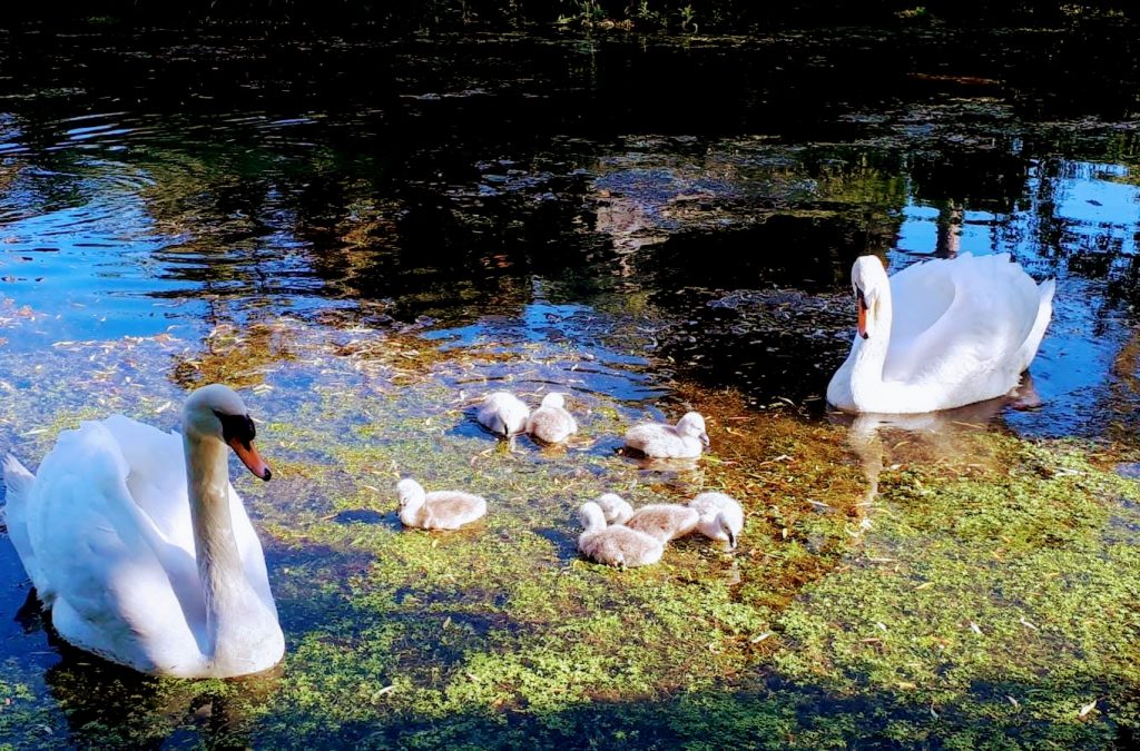 Cygnets Named by the Public at The Bishop’s Palace
