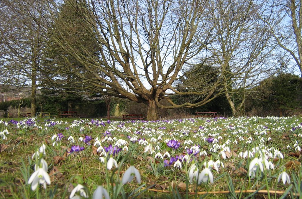 Exercise and Enjoy Snowdrops at The Bishop’s Palace