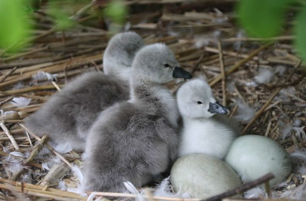 Cygnet Naming Competition at The Bishop’s Palace