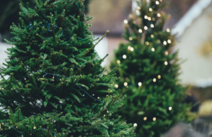 Christmas tree recycling collections