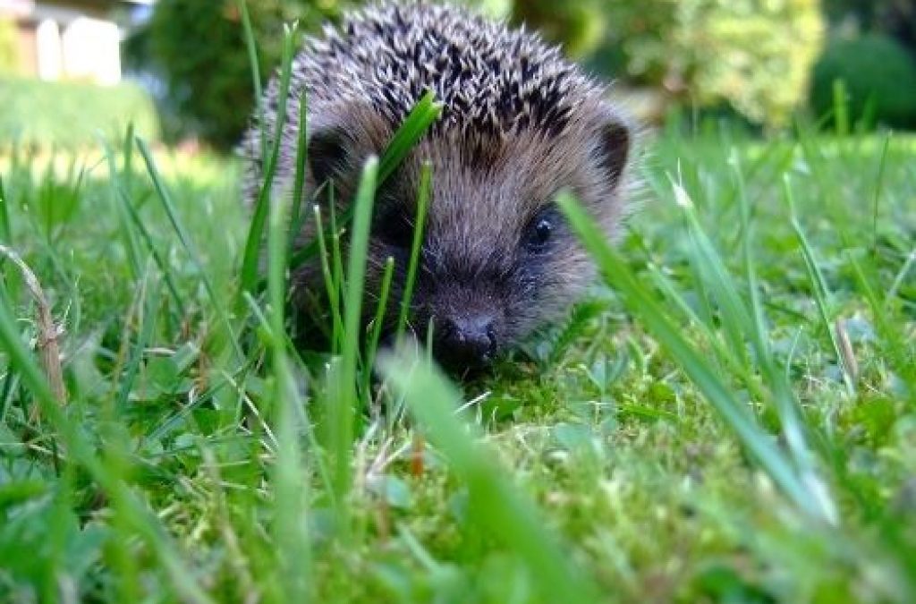 Make your garden more hedgehog friendly!