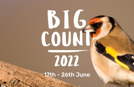 Exciting new wildlife count from Somerset Wildlife Trust and SERC launches to help make wildlife really count